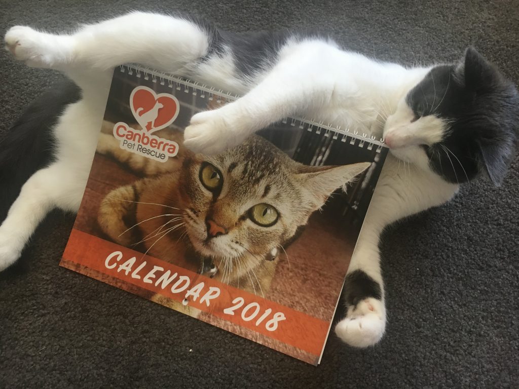 rescue cat with cpr 2018 calendar